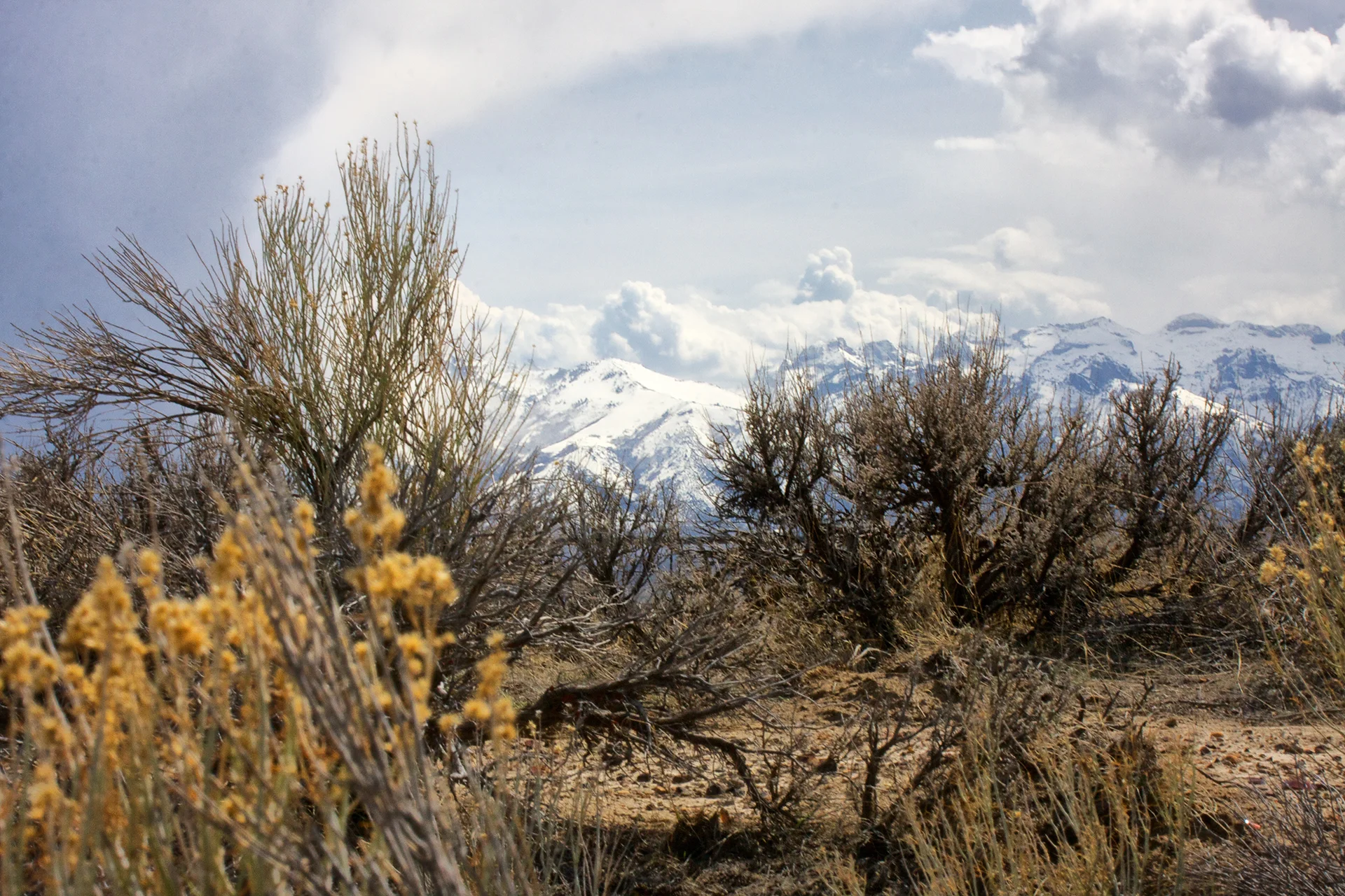 Sage Brush and Mountains